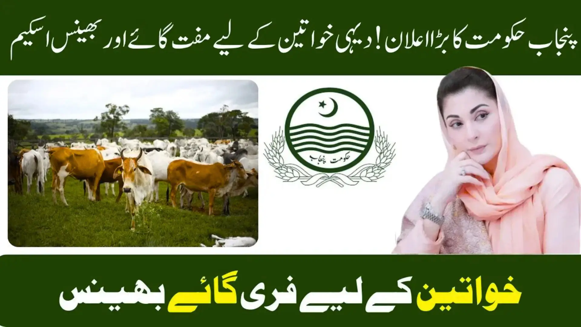 Free Cows and Buffaloes for Rural Women in Punjab 2025