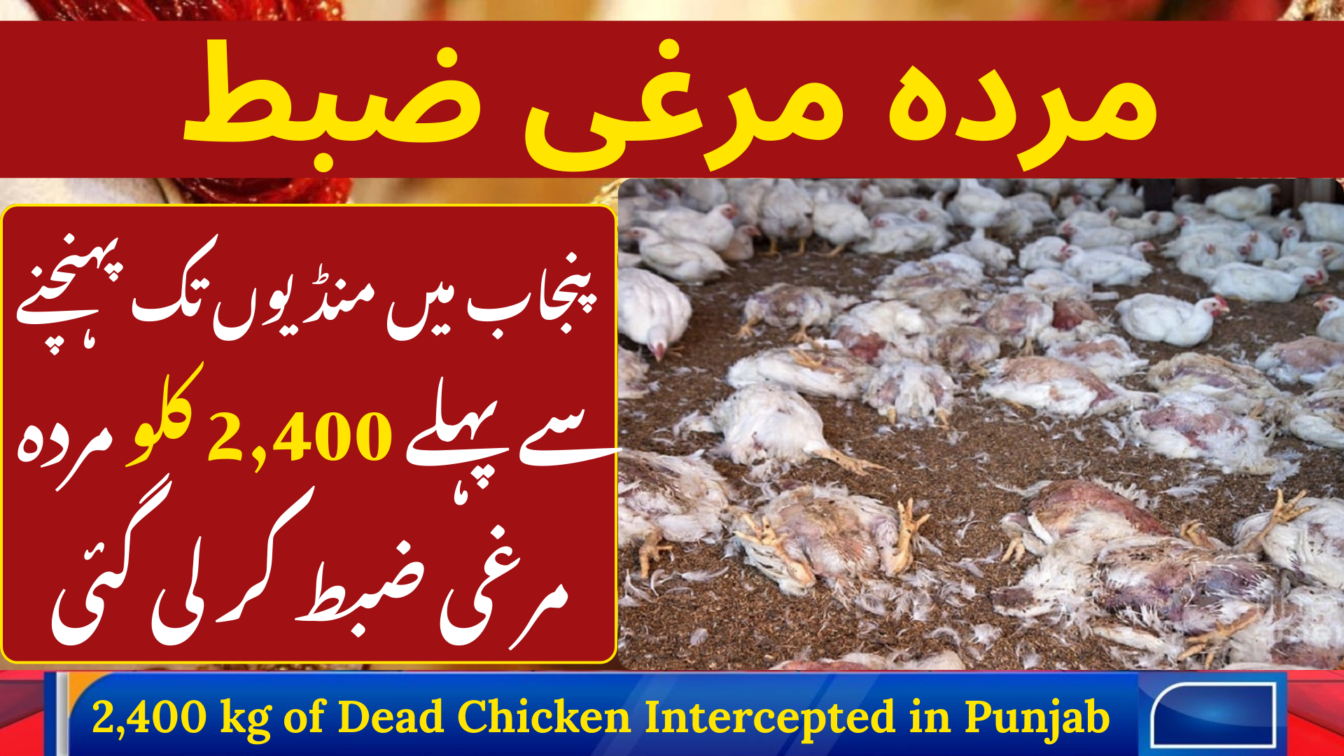 2400 kg of Dead Chicken Intercepted in Punjab